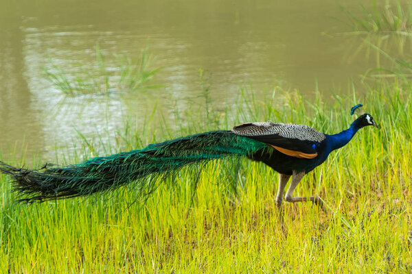 Peacock Pavo Cristatus on green Road. Yala, Sri Lanka
