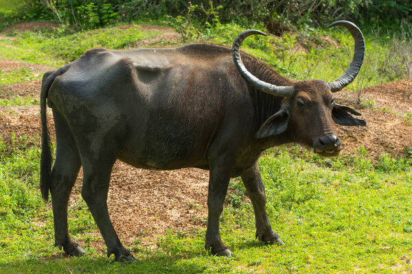 Indian Buffalo in national park Yala, Sri Lanka