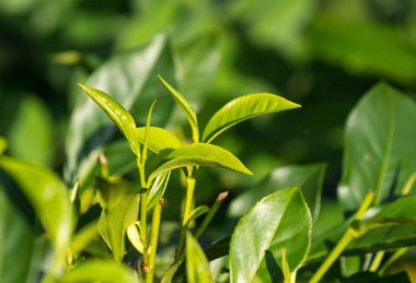 Bir plantasyon çay çalıların üzerinde yakın çekim taze çay yaprakları