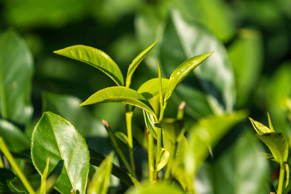 Close-up fresh tea leaves on tea bushes in a plantation