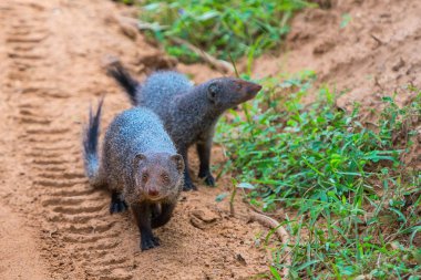 Şeritli gelincik (Mungos mungo colonus). Vahşi yaşam hayvan. Yala, 