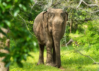 Asya genç fil, doğa arka plan. Yala, Sri Lanka