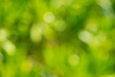 Yeşil ve sarı arka plan. Soyut yaprak doku