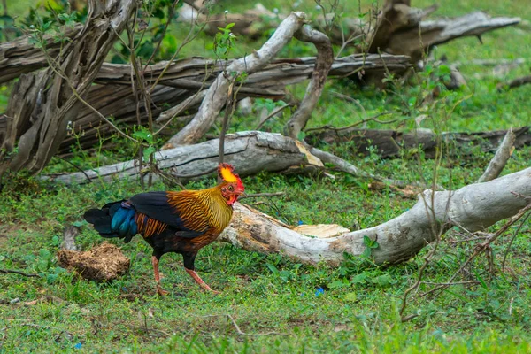 斯里兰卡丛林的公鸡或加卢斯拉法伊蒂在野生 nat — 图库照片