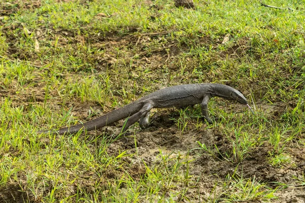 Monitor lizard (varanus bengalensis) in National wildlife park Y — Stock Photo, Image