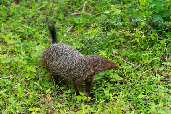 Banded mongoose (Mungos mungo colonus). Wild life animal. Yala, — Stock Photo, Image
