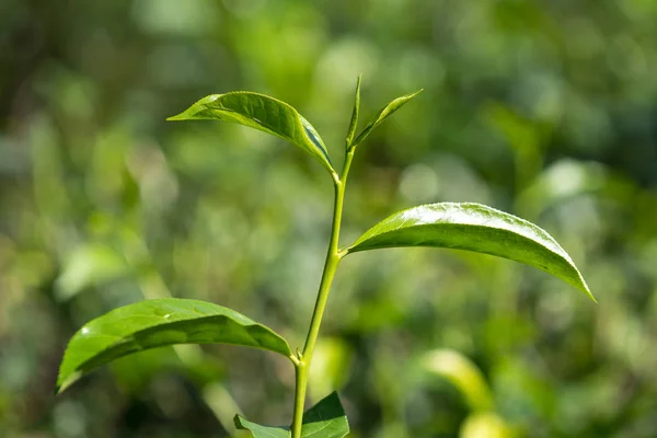 Крупним планом свіже чайне листя на чайних кущах в плантації — стокове фото