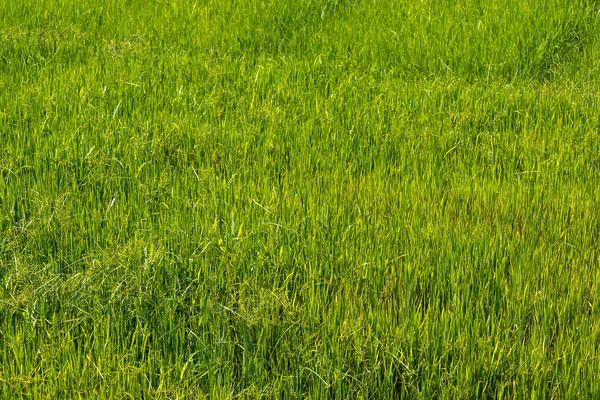 Rice sprout ready to growing in the rice field. with selective f — Stock Photo, Image