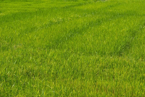 Rice sprout ready to growing in the rice field. with selective f — Stock Photo, Image