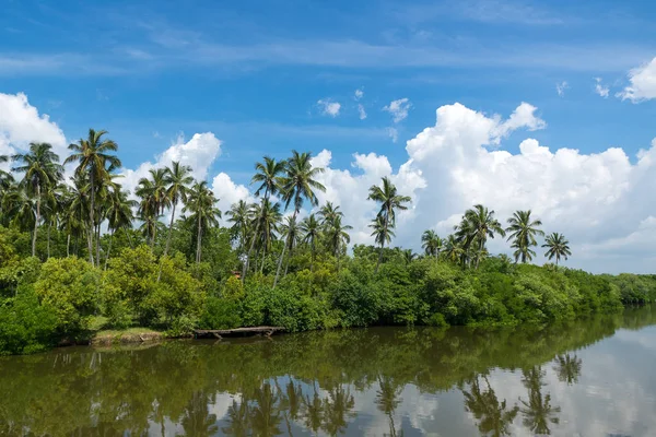 Bosque tropical de palmeras en la orilla del río. Grosellas tropicales mangro —  Fotos de Stock