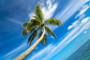 tropikal bir plajda palmiye ağacı 