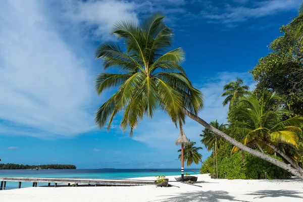 Palmera en una playa tropical — Foto de Stock