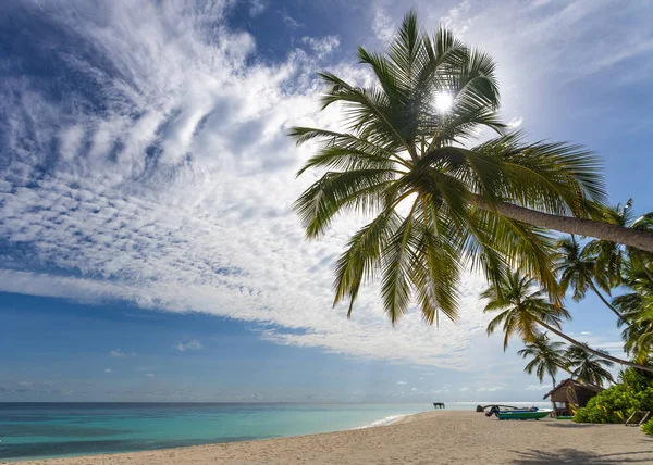 Palme an einem tropischen Strand — Stockfoto