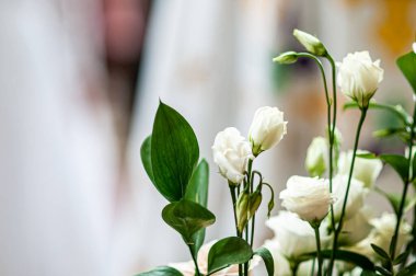 Yeşil yapraklı beyaz çiçekler