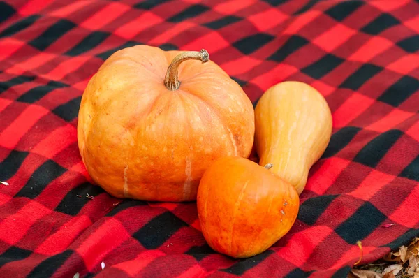 Calabaza naranja en una manta a cuadros —  Fotos de Stock