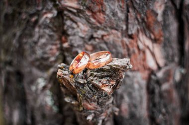 Ağaç dalında bir çift altın alyans.