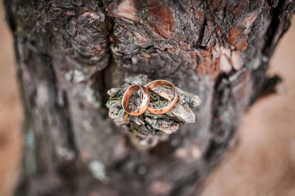 Par de anéis de casamento de ouro no ramo da árvore — Fotografia de Stock