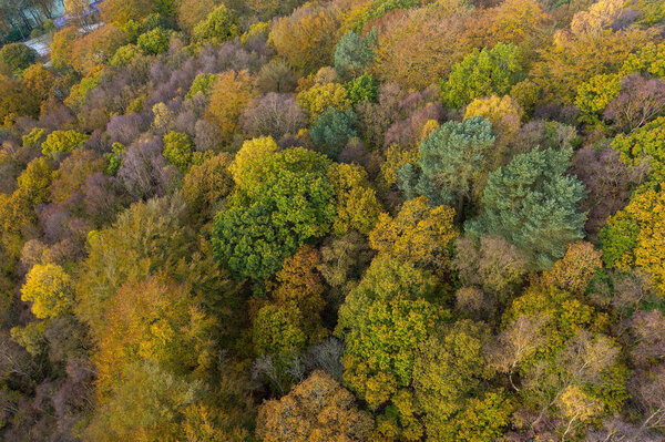 Aerial drone shot of Autumn-able colours from trees turning yellow near Hebden bridge