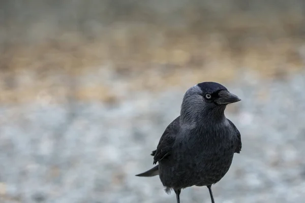 Jackdaw Szuka Jedzenia — Zdjęcie stockowe