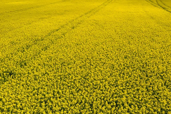 Die Leuchtend Gelben Blüten Der Rapspflanze Stehen Kontrast Zum Frühlingshaften — Stockfoto