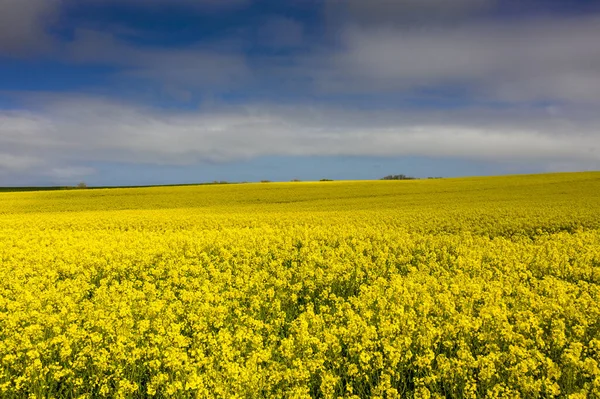 Bright Yellow Flowers Rapeseed Plant Contrast Spring Blue Sky Fields — Stock Photo, Image