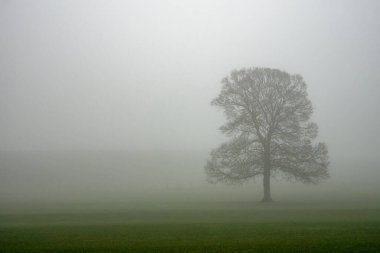 Batı Yorkshire, Malham yakınlarında bir ağaç buğulanır.