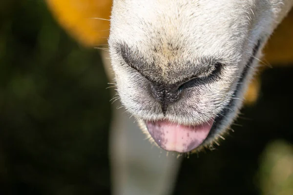 Крупная Деталь Носа Языка Проглоченной Овцы — стоковое фото