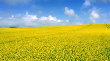 Tecavüz, yağ çekirdeği tecavüzü olarak da bilinen Whitby yakınlarındaki tarlalarda bahar mavisi gökyüzünün aksine, kolza bitkisinin parlak sarı çiçekleri,