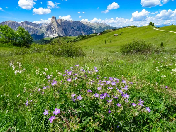 Alpské Květiny Kvetou Silném Letním Slunci Kopcích Kolem Livigna Itálie — Stock fotografie