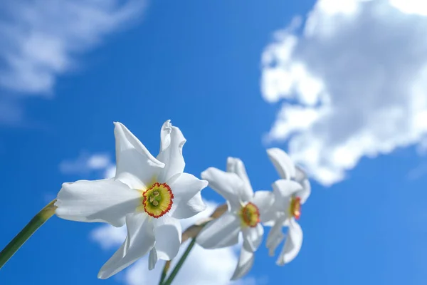 Par Faisões Olho Daffodils Mover Torno Vento Mola Macia Contra — Fotografia de Stock