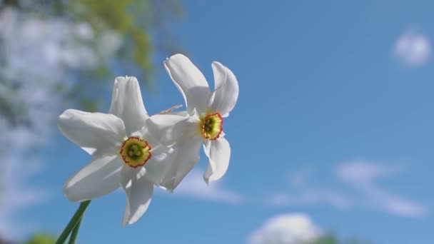 Pair Pheasants Eye Daffodils Move Soft Spring Wind Blue Sky — Stock Video