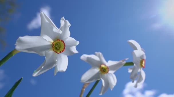 Pair Pheasants Eye Daffodils Move Soft Spring Wind Blue Sky — Stock Video