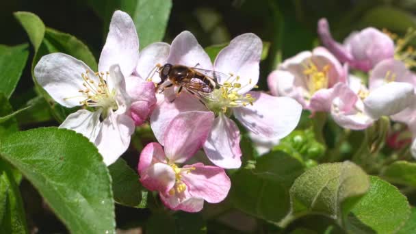 Західні Медоносні Бджоли Збирають Пилок Навесні Квітці Яблуні Краба — стокове відео