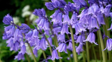 Yaz güneşinde hafif bir esintide yavaşça hareket eden BlueBell 'in Yavaş Teknesi