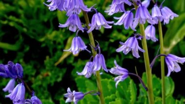 Yaz güneşinde hafif bir esintide yavaşça hareket eden BlueBell 'in Yavaş Teknesi