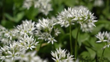 Vahşi sarımsak, Ramson, Buckram, geniş yapraklı sarımsak olarak bilinen Allium ursinum.
