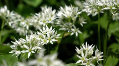 Vahşi sarımsak, Ramson, Buckram, geniş yapraklı sarımsak olarak bilinen Allium ursinum.