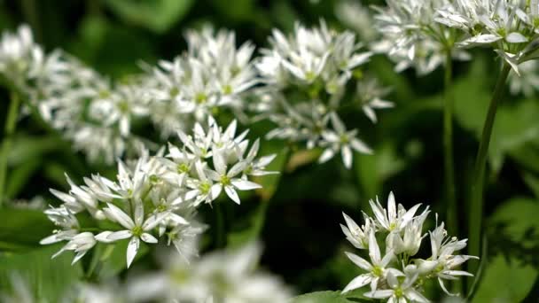 Ένα Σφηνάκι Allium Ursinum Γνωστό Άγριο Σκόρδο Ramsons Buckrams Πλατύφυλλο — Αρχείο Βίντεο