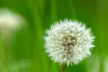  Asteraceae ailesinden bir Karahindiba ya da Taraxacum tohumu başı Yorkshire Dales 'de yeşil tarlalar vurdu.