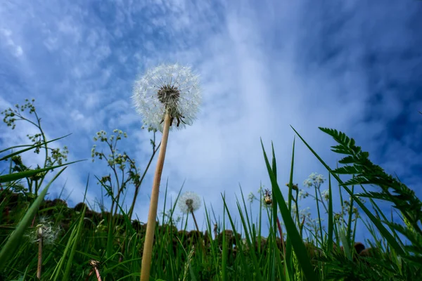 Cabeça Semente Dente Leão Taraxacum Família Asteraceae Abatida Contra Céu — Fotografia de Stock