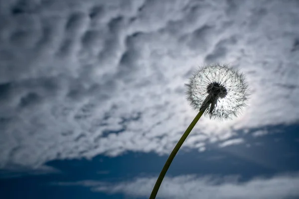 Одуванчик Тараксакум Голова Семейства Asteraceae Выстрел Облачно Голубое Небо Йоркшир — стоковое фото