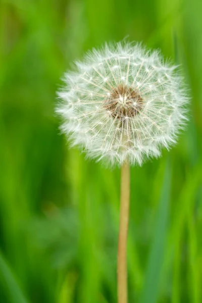 Uma Cabeça Semente Dente Leão Taraxacum Família Asteraceae Atingiu Campos — Fotografia de Stock