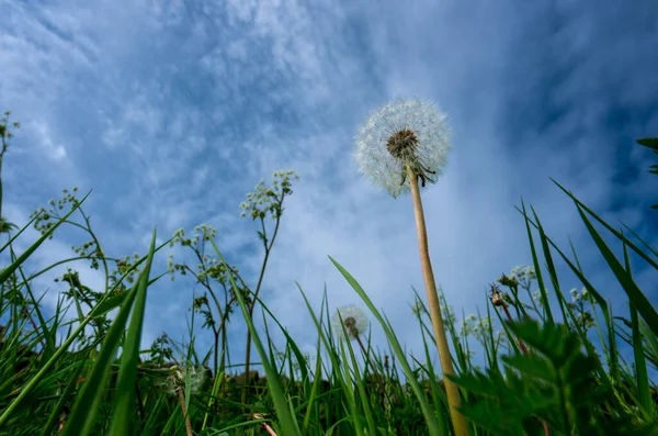 Uma Cabeça Semente Dente Leão Taraxacum Família Asteraceae Atingiu Campos — Fotografia de Stock