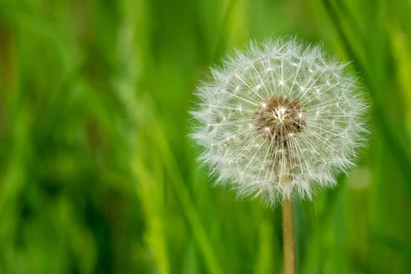 Uma Cabeça Semente Dente Leão Taraxacum Família Asteraceae Atingiu Campos — Fotografia de Stock