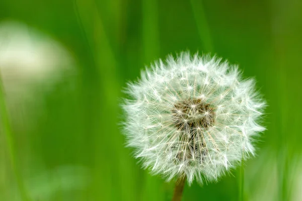 Uma Cabeça Semente Dente Leão Taraxacum Família Asteraceae Atingiu Campos — Fotografia de Stock