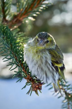 Tiny bird perched on top of evergreen tree clipart