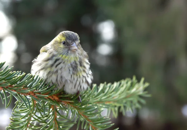 Pine Siskin Carduelis Pinus bir çam şube üzerinde yer alan