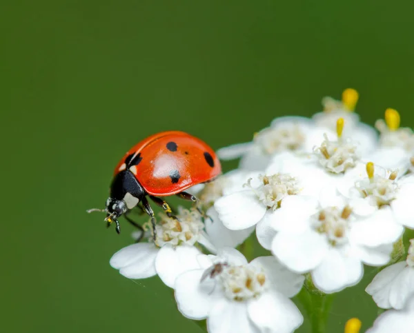 uğur böceği, küçük güzel bir çiçek pollinates