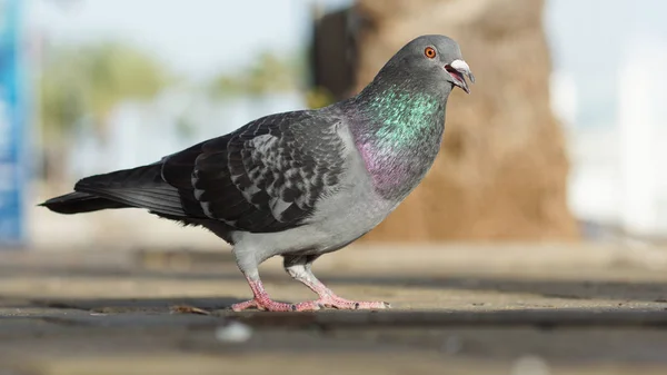 Bir blok duvara tünemiş güvercin