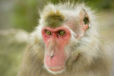 kar maymun ya da Japon makak.